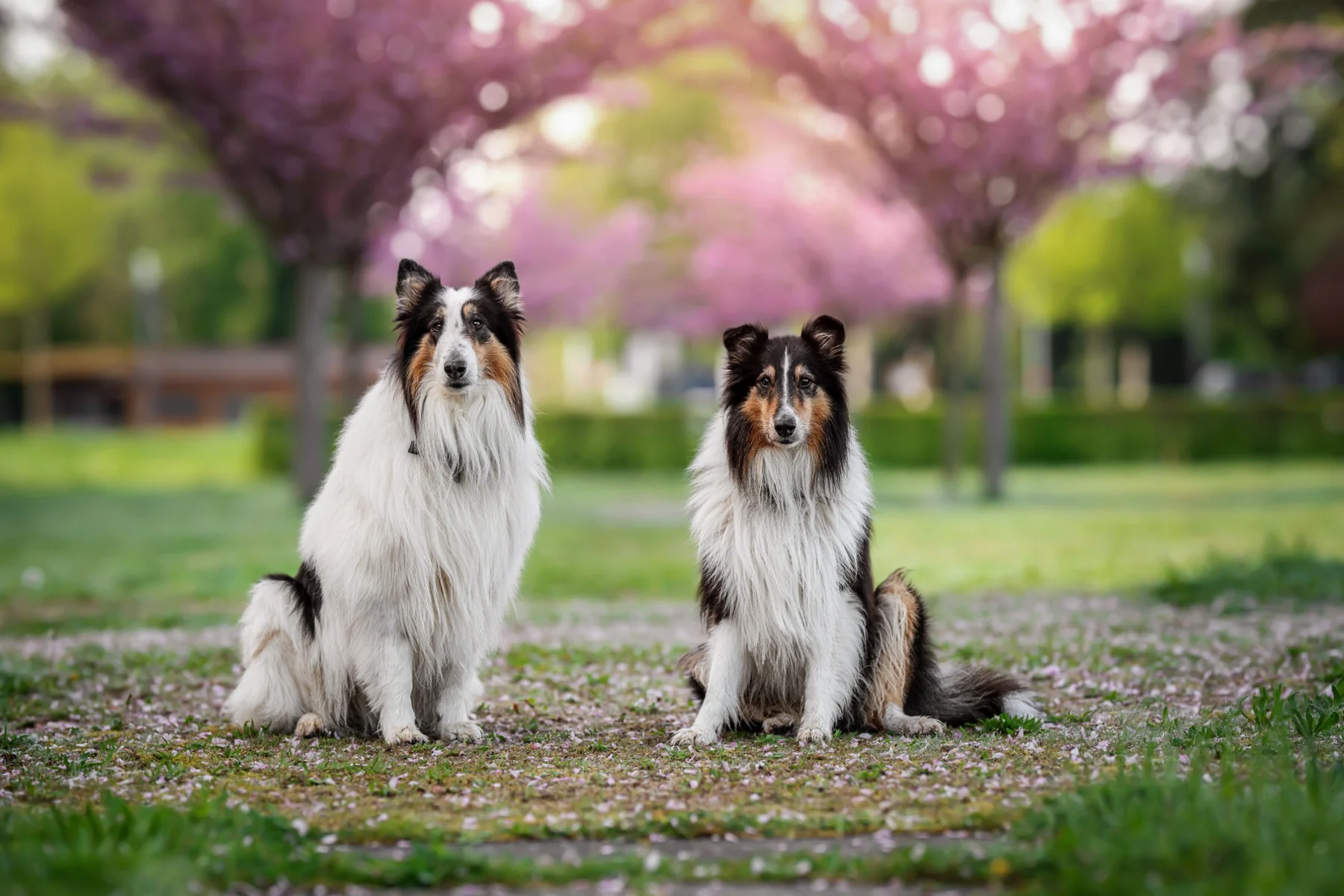 Die Therapiebegleithunde Astor und Merlin unter blühenden Bäumen