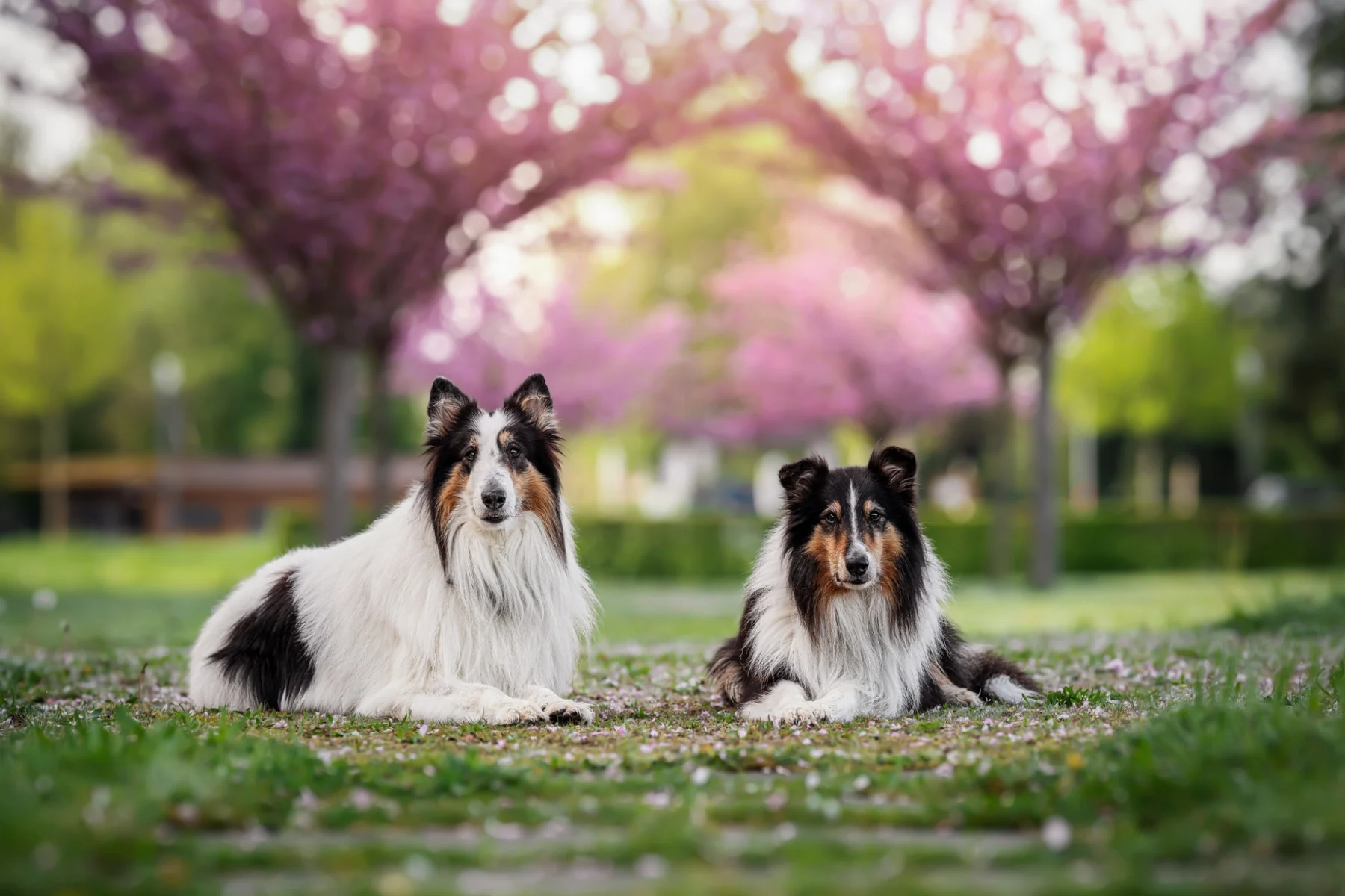Astor und Merlin liegen gemeinsam unter blühenden Bäumen