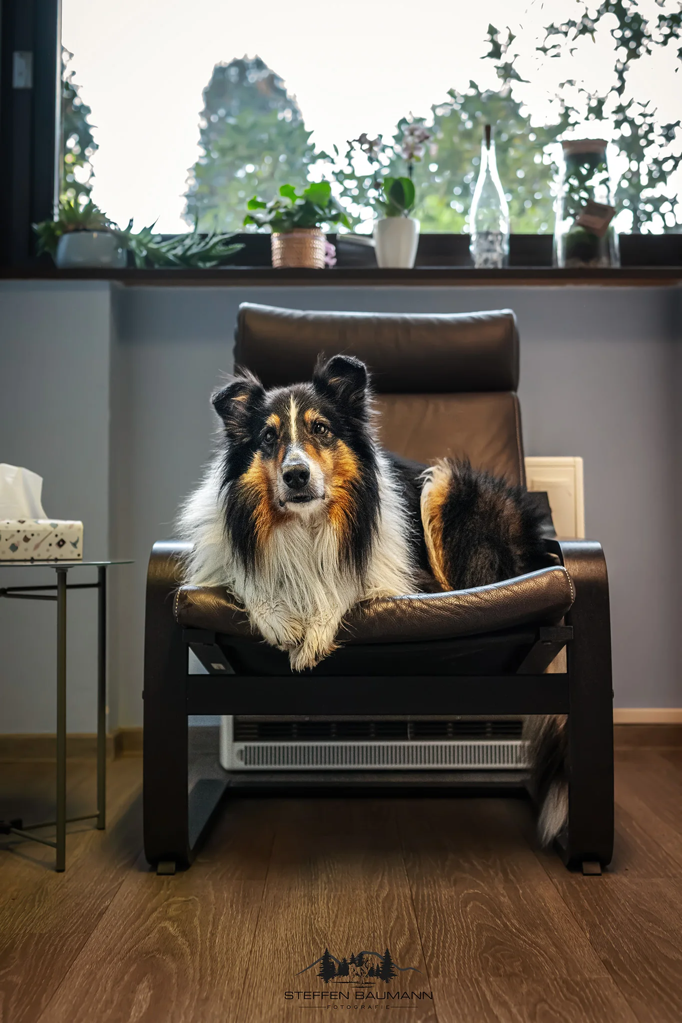 Astor, der dunkle Collie, auf dem Sessel in der Praxis