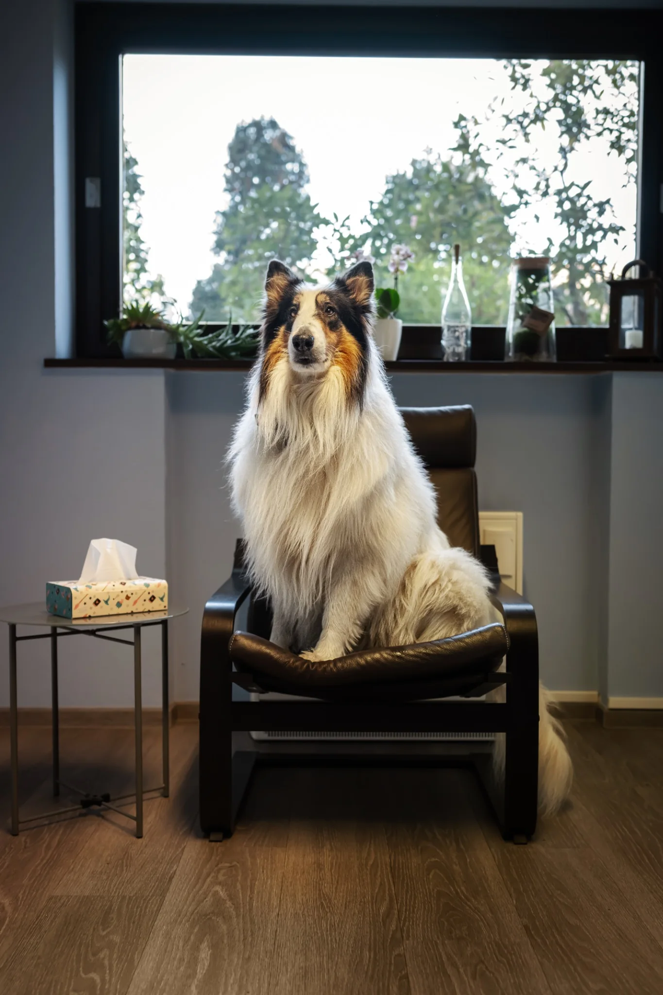 Merlin, der weiße Collie, auf dem Sessel in der Praxis